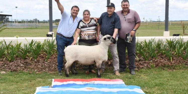 La borrega de los 6 millones: Se lograron precios históricos en un remate de ovinos Hampshire Down con datos genéticos