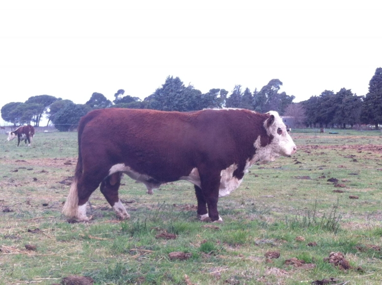 Para Cabaña San Edmundo el hecho de no tener tierra propia se terminó transformando en una fortaleza estratégica