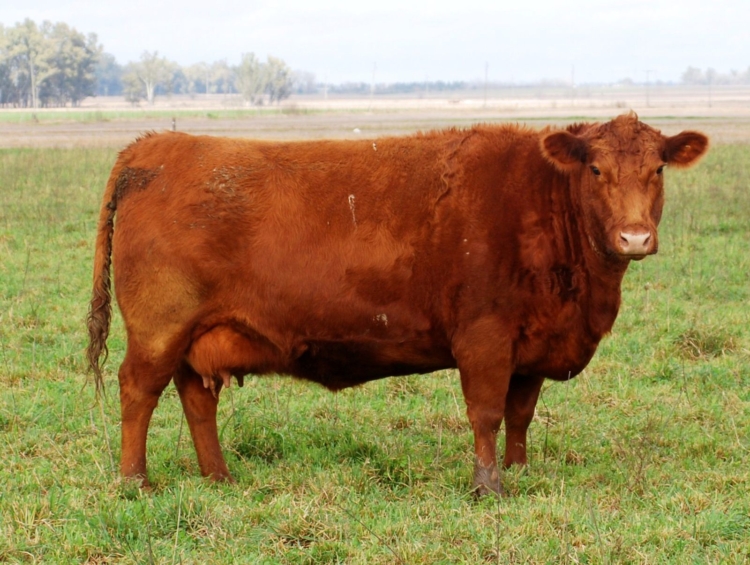Para Cabaña San Edmundo el hecho de no tener tierra propia se terminó transformando en una fortaleza estratégica