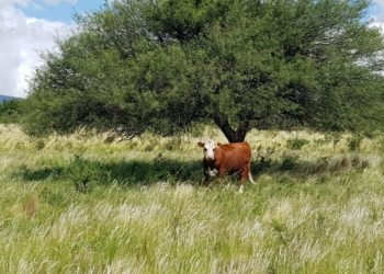 Para Cabaña San Edmundo el hecho de no tener tierra propia se terminó transformando en una fortaleza estratégica