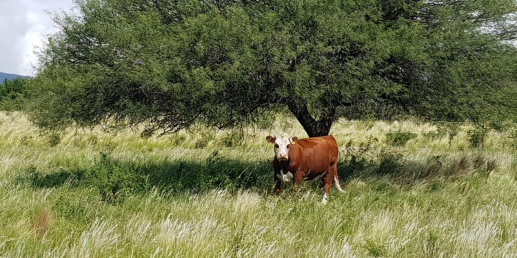 Para Cabaña San Edmundo el hecho de no tener tierra propia se terminó transformando en una fortaleza estratégica
