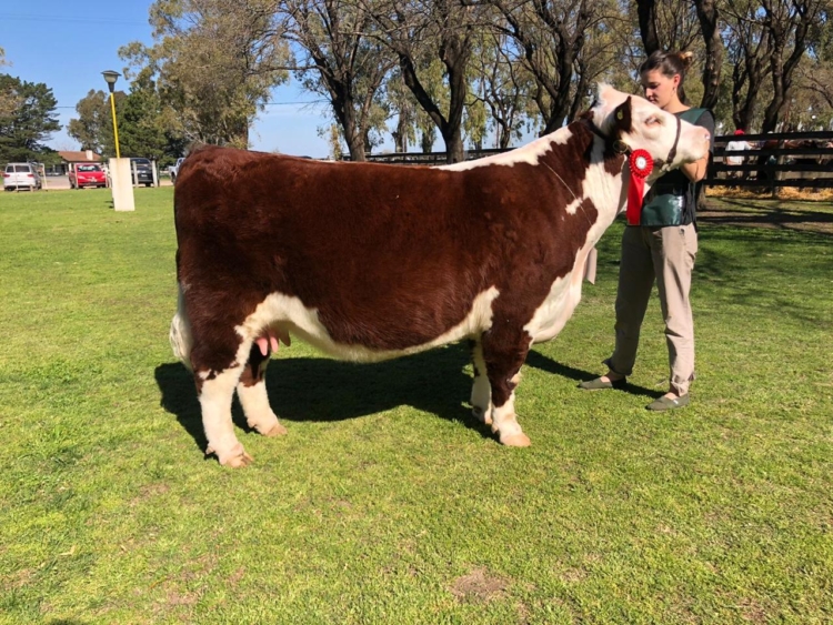 Para Cabaña San Edmundo el hecho de no tener tierra propia se terminó transformando en una fortaleza estratégica
