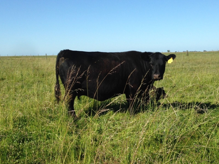 Para Cabaña San Edmundo el hecho de no tener tierra propia se terminó transformando en una fortaleza estratégica