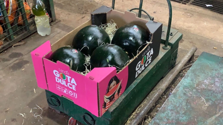 Se viene el verano y buscan introducir nuevas variedades de sandía, sin vetas y mucho más dulces, en el mercado argentino