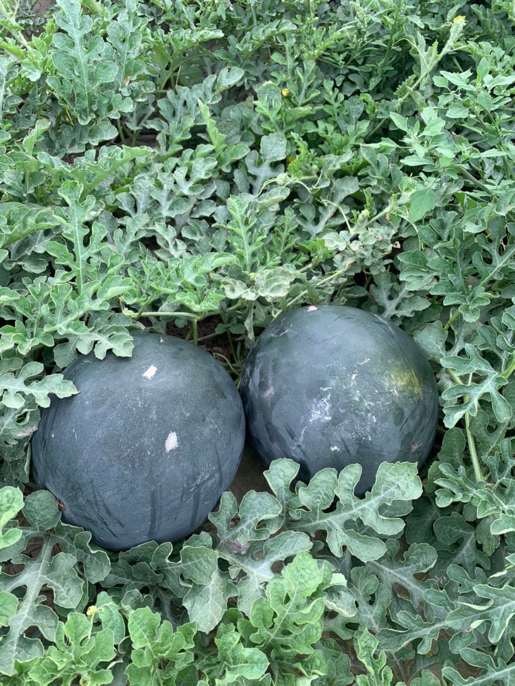 Se viene el verano y buscan introducir nuevas variedades de sandía, sin vetas y mucho más dulces, en el mercado argentino