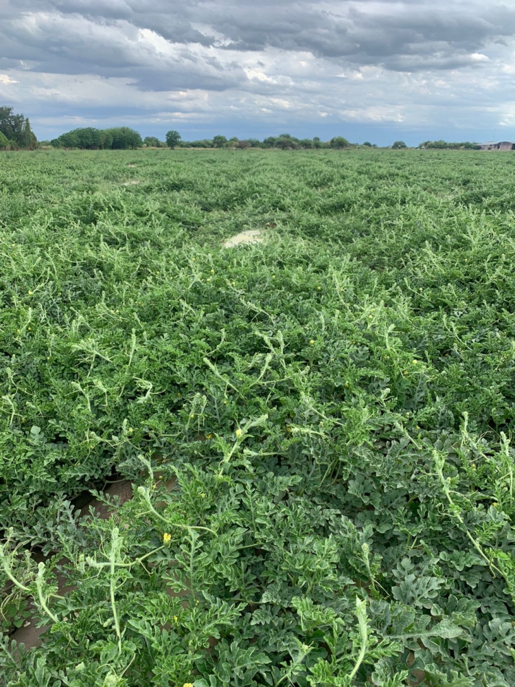 Se viene el verano y buscan introducir nuevas variedades de sandía, sin vetas y mucho más dulces, en el mercado argentino