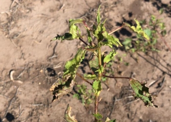 Productores irresponsables: Denuncias por el uso prohibido de hormonales en Santiago del Estero, que liquidan las plantas de algodón de los vecinos