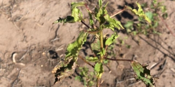Productores irresponsables: Denuncias por el uso prohibido de hormonales en Santiago del Estero, que liquidan las plantas de algodón de los vecinos