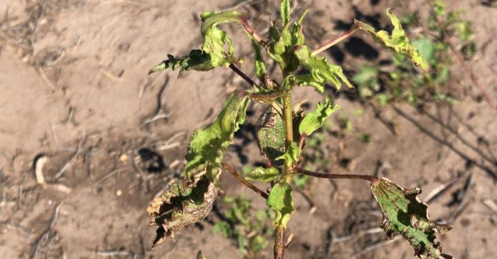 Productores irresponsables: Denuncias por el uso prohibido de hormonales en Santiago del Estero, que liquidan las plantas de algodón de los vecinos