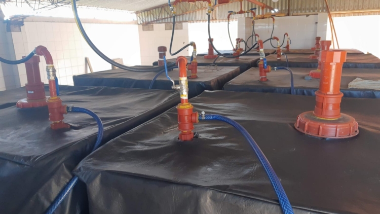 Las vacas de Gustavo no solo le dan leche: Con la bosta elabora un biofertilizante que le permite diversificar sus ingresos