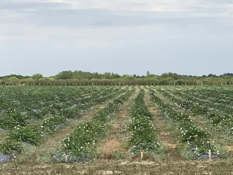 En esta Navidad, ponele alcaparras argentinas a tu vitel toné: Pablo Rico las produce en La Banda y quiere difundir el cultivo