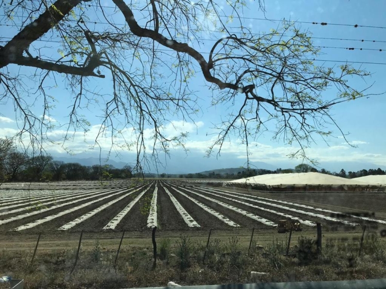 En esta Navidad, ponele alcaparras argentinas a tu vitel toné: Pablo Rico las produce en La Banda y quiere difundir el cultivo