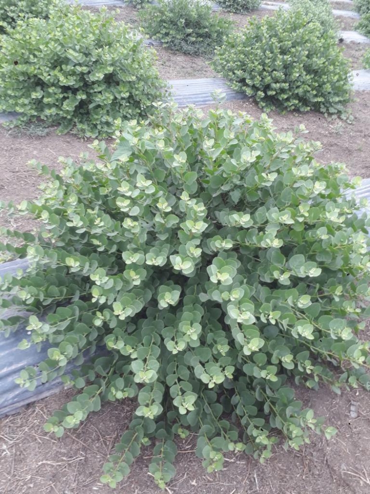 En esta Navidad, ponele alcaparras argentinas a tu vitel toné: Pablo Rico las produce en La Banda y quiere difundir el cultivo