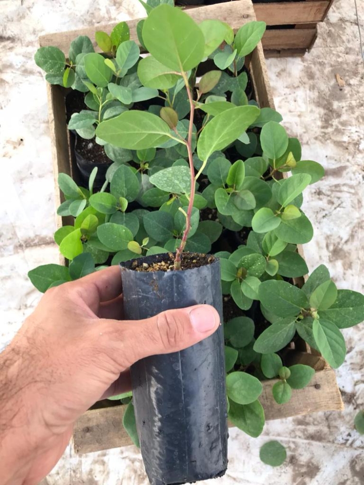 En esta Navidad, ponele alcaparras argentinas a tu vitel toné: Pablo Rico las produce en La Banda y quiere difundir el cultivo