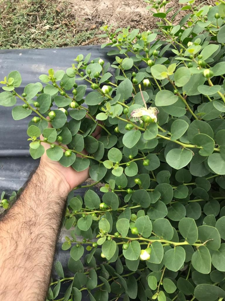 En esta Navidad, ponele alcaparras argentinas a tu vitel toné: Pablo Rico las produce en La Banda y quiere difundir el cultivo