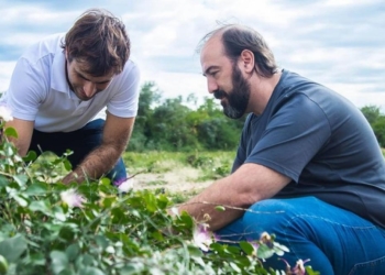 En esta Navidad, ponele alcaparras argentinas a tu vitel toné: Pablo Rico las produce en La Banda y quiere difundir el cultivo