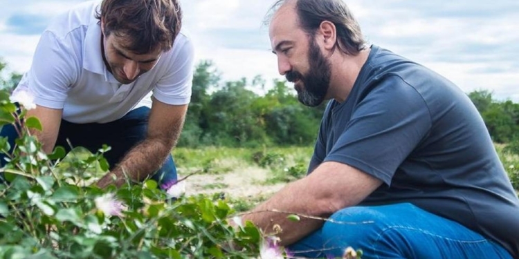 En esta Navidad, ponele alcaparras argentinas a tu vitel toné: Pablo Rico las produce en La Banda y quiere difundir el cultivo