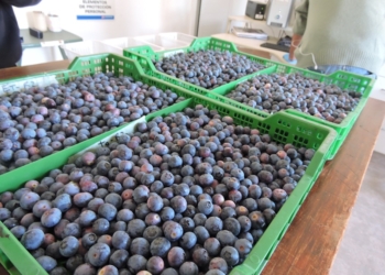 Los bioestimulantes ganan terreno: En el INTA Concordia estudian formulados con extractos de algas y proteína de pescado para mejorar el cultivo de arándanos