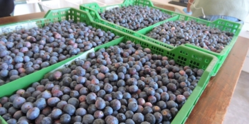 Los bioestimulantes ganan terreno: En el INTA Concordia estudian formulados con extractos de algas y proteína de pescado para mejorar el cultivo de arándanos