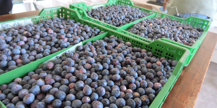 Los bioestimulantes ganan terreno: En el INTA Concordia estudian formulados con extractos de algas y proteína de pescado para mejorar el cultivo de arándanos