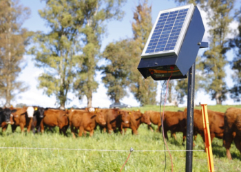 El gobierno distribuye otros 3.000 boyeros solares entre pequeños productores y busca impulsar el pastoreo racional
