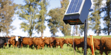El gobierno distribuye otros 3.000 boyeros solares entre pequeños productores y busca impulsar el pastoreo racional