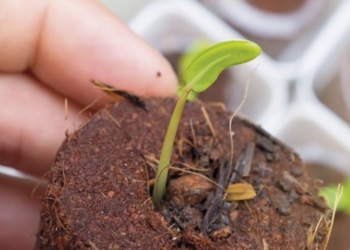 El INTA Concordia se suma a la movida cannábica: Comenzará a investigar ese cultivo en 2022