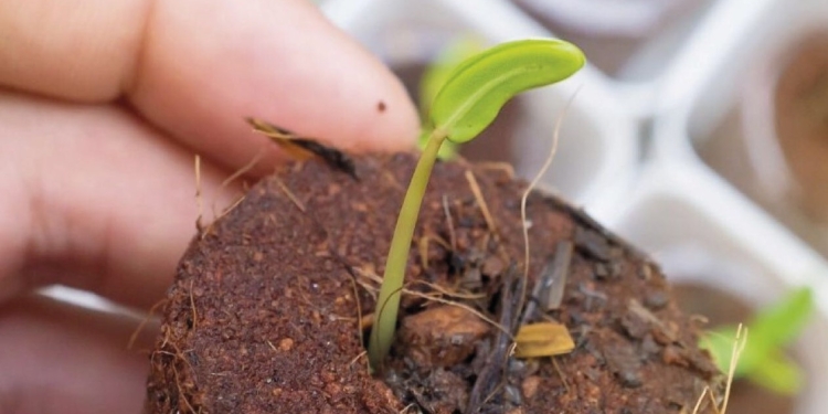 El INTA Concordia se suma a la movida cannábica: Comenzará a investigar ese cultivo en 2022