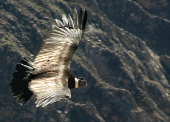 Estiman que un centenar de cóndores han muerto en los últimos años por el uso ilegal de cebos tóxicos