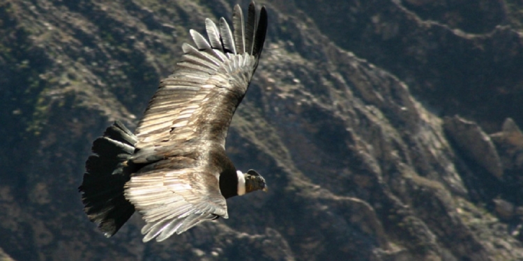 Estiman que un centenar de cóndores han muerto en los últimos años por el uso ilegal de cebos tóxicos