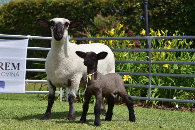 Por primera vez en el país se subastarán reproductores ovinos con su respectiva información genética