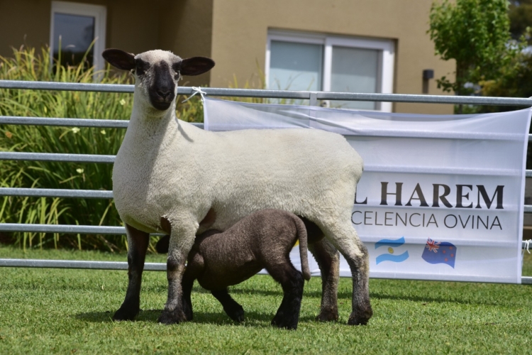 Por primera vez en el país se subastarán reproductores ovinos con su respectiva información genética