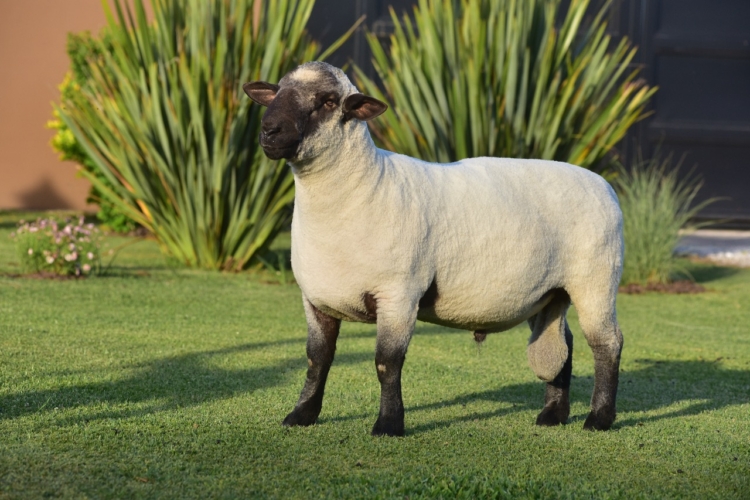 Por primera vez en el país se subastarán reproductores ovinos con su respectiva información genética