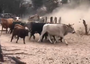 Dos ganaderos chaqueños denuncian haber sido estafados por más de cuatro millones de pesos con un DTE falsificado: Senasa decomisó la hacienda