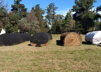 A tapar los rollos: Técnicos del INTA afirman que proteger los fardos de alfalfa ayuda a conservar sus nutrientes