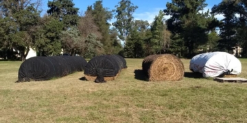 A tapar los rollos: Técnicos del INTA afirman que proteger los fardos de alfalfa ayuda a conservar sus nutrientes