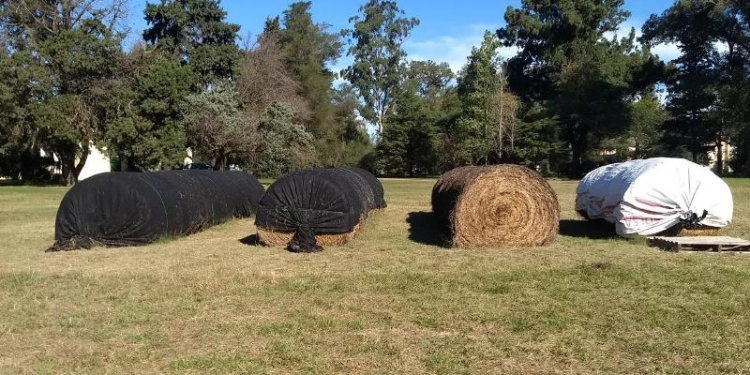 A tapar los rollos: Técnicos del INTA afirman que proteger los fardos de alfalfa ayuda a conservar sus nutrientes