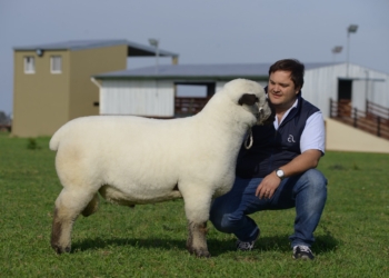 Por primera vez en el país se subastarán reproductores ovinos con su respectiva información genética