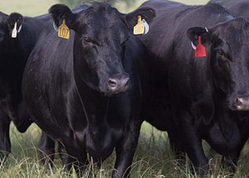 Si no hubiera brecha, la ganadería sería una fiesta: La Argentina cierra 2021 con el novillo “más caro” del Mercosur