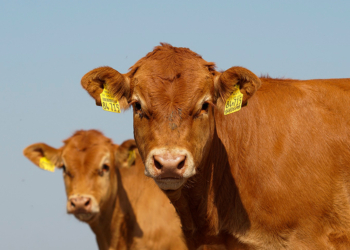 Lo que falta vale caro: Los novillos argentinos ya cotizan por encima de los uruguayos y brasileros