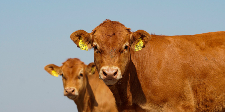 Lo que falta vale caro: Los novillos argentinos ya cotizan por encima de los uruguayos y brasileros