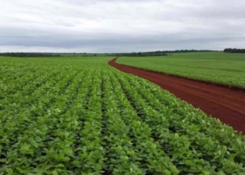 ¿Cuánto vale una hectárea agrícola en Paraguay? Darío Niz se mudó al país vecino hace 28 años y afirma que “es un paraíso para la inversión rural”