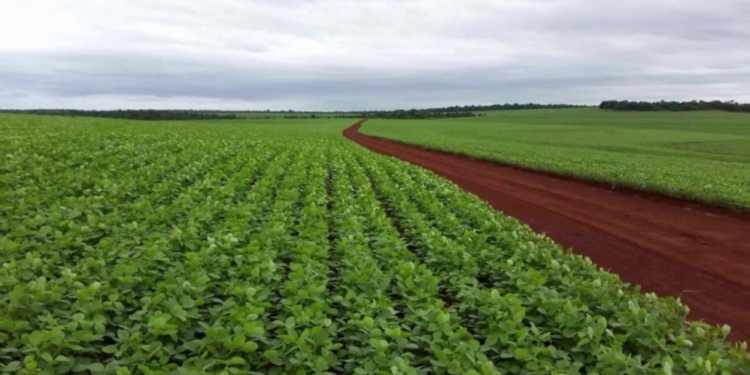 ¿Cuánto vale una hectárea agrícola en Paraguay? Darío Niz se mudó al país vecino hace 28 años y afirma que “es un paraíso para la inversión rural”