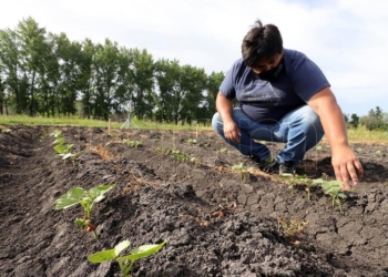 ¿Será posible hacer poroto en la Patagonia norte? Un ensayo apunta a lograrlo para poder contar con proteínas para el ganado