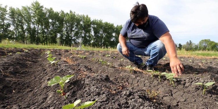 ¿Será posible hacer poroto en la Patagonia norte? Un ensayo apunta a lograrlo para poder contar con proteínas para el ganado