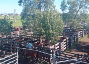 En la Argentina existen unos 650 predios donde se realizan remates ganaderos, pero el 60% de los animales pasan por 59 lugares