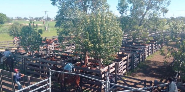 En la Argentina existen unos 650 predios donde se realizan remates ganaderos, pero el 60% de los animales pasan por 59 lugares