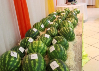 En Fernández, Santiago del Estero, se entregó el premio a “la mejor sandía”. ¿Qué se evalúa en este tipo de concursos?