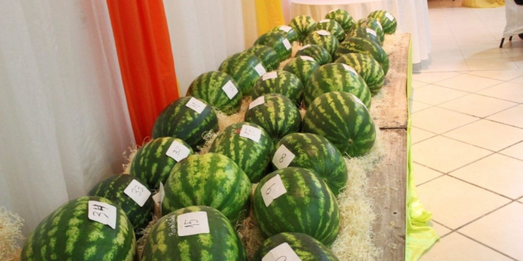 En Fernández, Santiago del Estero, se entregó el premio a “la mejor sandía”. ¿Qué se evalúa en este tipo de concursos?