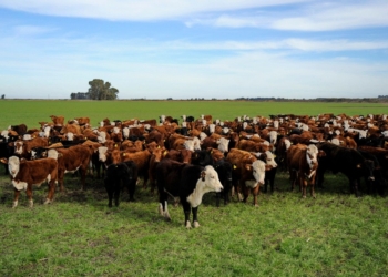 Los terneros y vaquillonas preñadas cierran el año en niveles impensados y la tendencia continuaría en 2022